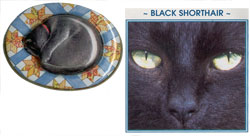 Tin Pot Puzzles - Feline Friends - Black Shorthair