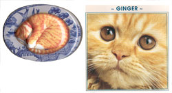 Tin Pot Puzzles - Feline Friends - Ginger